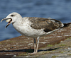 juvenile LBBG in September, ringed in Norway. (73485 bytes)