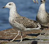 juvenile LBBG in September, ringed in Norway. (73485 bytes)