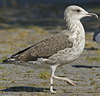 juvenile LBBG in September, ringed in Norway. (73485 bytes)