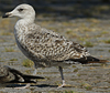 juvenile LBBG in September, ringed in Norway. (73485 bytes)