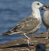 juvenile LBBG in September, ringed in Norway. (73485 bytes)