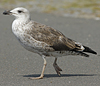juvenile LBBG in September, ringed in Norway. (73485 bytes)