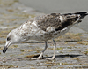 juvenile LBBG in September, ringed in Norway. (73485 bytes)
