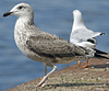 juvenile LBBG in September, ringed in Norway. (73485 bytes)