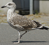 juvenile LBBG in September, ringed in Norway. (73485 bytes)