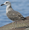 juvenile LBBG in September, ringed in Norway. (73485 bytes)