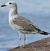 juvenile LBBG in September, ringed in Norway. (73485 bytes)