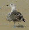 LBBG intermedius 2cy in September, ringed in Norway. (71701 bytes)