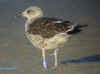 LBBG intermedius 2cy in September, ringed in Norway. (54830 bytes)