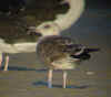 LBBG intermedius 2cy in September, ringed in Norway. (62075 bytes)