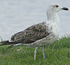 2cy intermedius in October, ringed in Norway. (97235 bytes)
