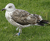 2cy intermedius in October, ringed in Norway. (97235 bytes)