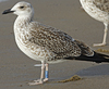 2cy intermedius in October, ringed in Norway. (97235 bytes)