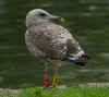 2cy graellsii in October, ringed in the Netherlands. (95974 bytes)