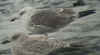 7599.jpg (79759 bytes)