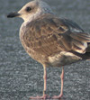 2cy graellsii in October, ringed in the Netherlands. (123735 bytes)