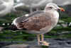 2cy graellsii in October, ringed in Belgium. (123735 bytes)