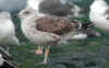 2cy graellsii in October, ringed in the Netherlands. (111593 bytes)
