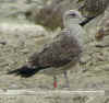 2cy graellsii in October, ringed in the Netherlands. (94174 bytes)