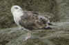 5576.jpg (76288 bytes)