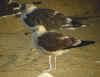 2cy intermedius in October, ringed in Norway. (101059 bytes)