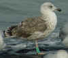 2cy graellsii in October, ringed in Germany. (95677 bytes)