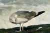 2cy graellsii in October, ringed in the Netherlands. (73572 bytes)