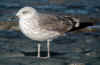 2cy graellsii in October, ringed in the Netherlands. (109532 bytes)