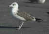 2cy intermedius in October, ringed in Norway. (97235 bytes)
