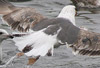 1cy LBBG in winter, ringed in the Netherlands. (78594 bytes)