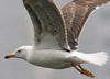 juvenile LBBG in October, ringed in Norway. (131273 bytes)