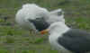 arrested moult in April LBBG. (41805 bytes)