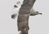 juvenile LBBG in October, ringed in Norway. (131273 bytes)