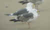 juvenile LBBG in October, ringed in Norway. (131273 bytes)