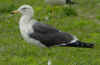 juvenile LBBG in October, ringed in Norway. (131273 bytes)