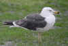 juvenile LBBG in October, ringed in Norway. (131273 bytes)