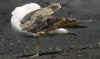 3cy854.jpg (72167 bytes)