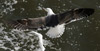 juvenile LBBG in October, ringed in Norway. (131273 bytes)