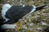 juvenile LBBG in October, ringed in Norway. (131273 bytes)