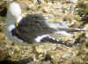 juvenile LBBG in October, ringed in Norway. (131273 bytes)