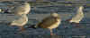 8597.jpg (78601 bytes)