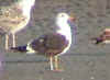 juvenile LBBG in October, ringed in Norway. (131273 bytes)