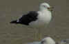juvenile LBBG in October, ringed in Norway. (131273 bytes)