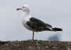 1cy LBBG in winter, ringed in the Netherlands. (78594 bytes)