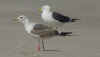 1cy LBBG in winter, ringed in the Netherlands. (81137 bytes)