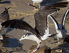 juvenile LBBG, ringed in the Netherlands.