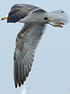 juvenile LBBG in October, ringed in Norway. (131273 bytes)