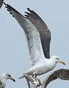 juvenile LBBG in October, ringed in Norway. (131273 bytes)