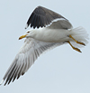 juvenile LBBG in October, ringed in Norway. (131273 bytes)