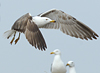 juvenile LBBG in October, ringed in Norway. (131273 bytes)